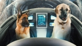 Cats and Dogs Cats and Dogs
